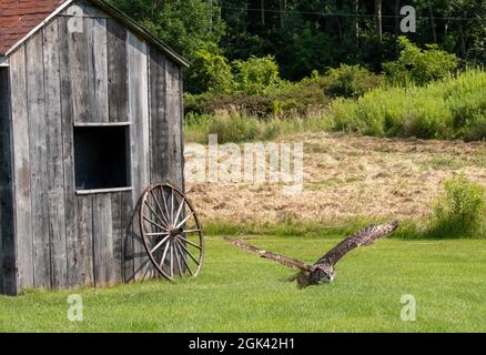 Great horned owl hovering near a wooden house in the garden Stock Photo