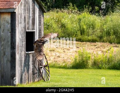 Great horned owl hovering near a wooden house in the garden Stock Photo