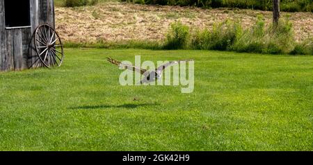 Great horned owl hovering near a wooden house in the garden Stock Photo