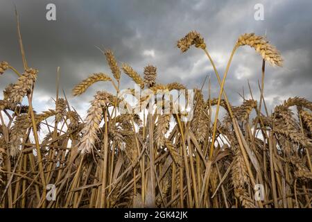 Ripe golden wheat from low angle against dark grey sky, Oxfordshire, England, United Kingdom, Europe