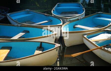 Six rowing boats with bright blue inners moored up together. Stock Photo