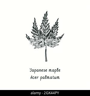 Japanese maple (Acer palmatum) leaf. Ink black and white doodle drawing in woodcut style. Stock Photo