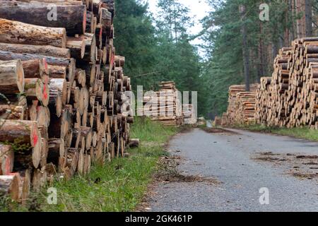 Tree trunks on a pile beside a road in a forest. A way between a stacked wooden logs. Stock Photo