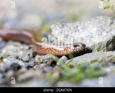 Snake (Anguis fragilis) crawling on a stone path in the forest, close up view. Stock Photo