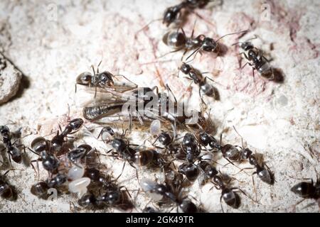 Tapinoma magnum queen and male mate while many workers move larvae and pupae Stock Photo