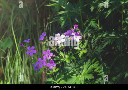 Geranium sylvaticum, woodland geranium. Purple forest geranium flowers on a green background close-up outdoors in spring. Wild purple flowers backgrou Stock Photo