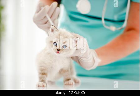 Veterinarian woman makes vaccination to adorable ragdoll kitten at vet hospital. Medical specialist giving injection to cute purebred fluffy kitty wit Stock Photo