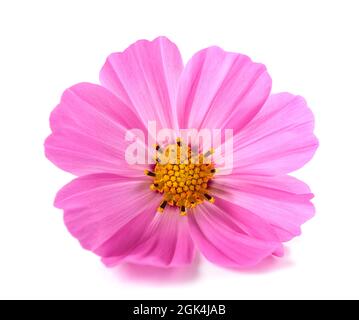 Pink garden cosmos flower isolated on white Stock Photo