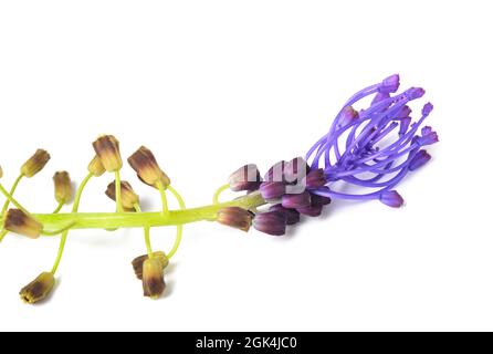 Tassel hyacinth flower isolated on white background Stock Photo