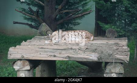 lynx resting on wooden table Stock Photo