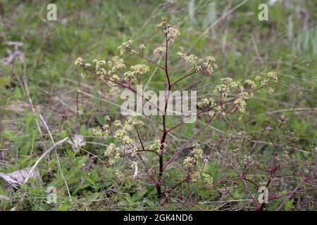 Trinia glauca, Apiaceae. Wild plant shot in spring. Stock Photo