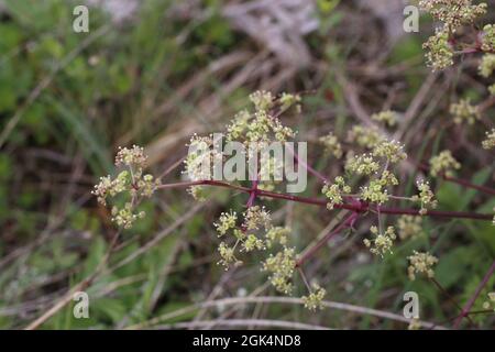 Trinia glauca, Apiaceae. Wild plant shot in spring. Stock Photo