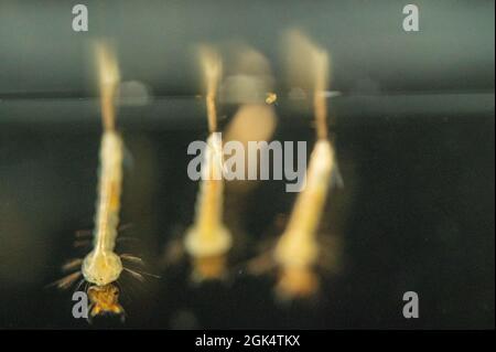 Banded mosquito larvae Stock Photo