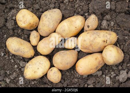 Freshly lifted homegrown 'Nicola' second early potatoes on soil surface UK. Solanum tuberosum Nicola. Stock Photo