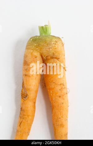 Forked homegrown carrot isolated on white background. Rude carrot,. Erectile dysfunction concept. Stock Photo