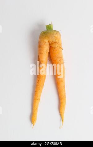 Forked homegrown carrot isolated on white background. Rude carrot,. Erectile dysfunction concept. Stock Photo