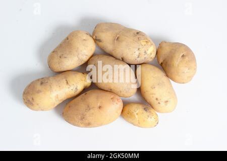 Solanum tuberosum 'Nicola' potatoes isolated on a white background. UK Stock Photo