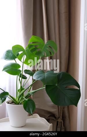 Monstera deliciosa in pot next to the window on the background of beige curtains. Home gardening minimalist trendy concept. Close up. Copy space Stock Photo