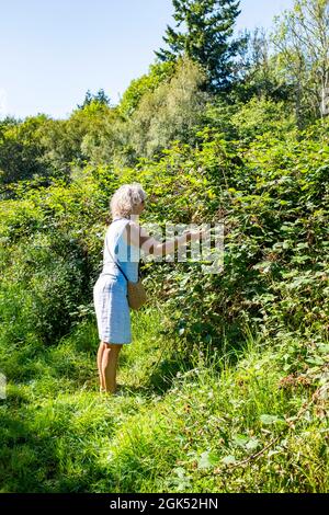 A woman picks wild blackberries from at Ardingly Reservoir , Sussex England UK Stock Photo