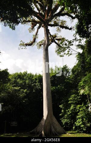 A ceiba tree at Tikal National Park, Guatemala. Stock Photo