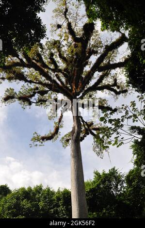 A ceiba tree at Tikal National Park, Guatemala. Stock Photo