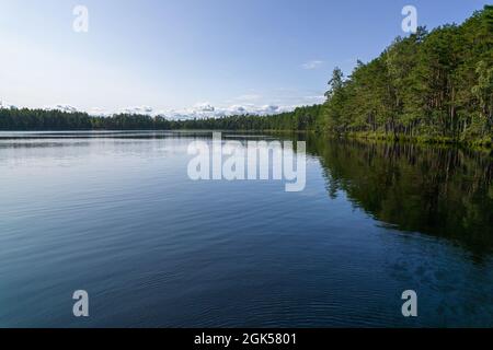 view from drone on withered grey trees, gallant pine and birch forest in different colors such as light, dark green, emerald, yellow and their reflection in calm blue lake  Stock Photo