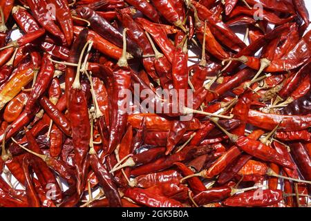 red hot chili peppers drying in sunlight, Sri Lanka Stock Photo