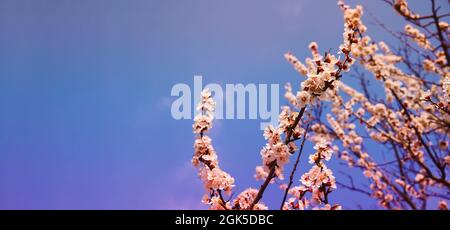 Panoramic shot of flowering cherry branches on a blue clear sky background with copy space: spring time concept. Stock Photo