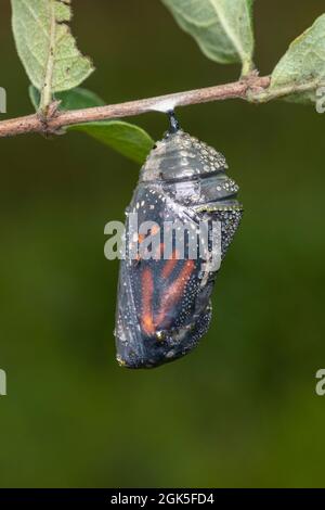 A Monarch (Danaus plexippus) chrysalis moments before the emergence of the adult butterfly. Stock Photo
