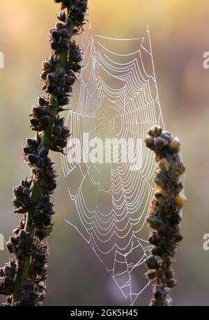 Nice spider web in morning meadow Stock Photo