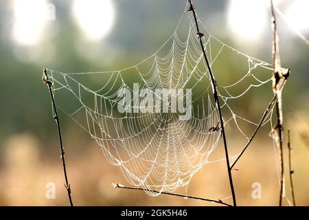 Nice spider web in morning steppe Stock Photo