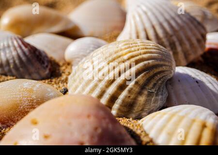 Macro of various sea shells on sand. Stock Photo