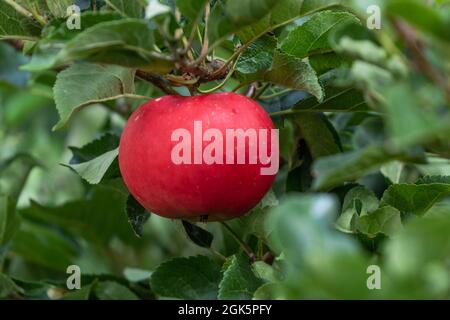 A red English discovery apple on a tree. Stock Photo
