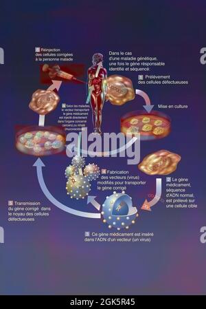 Principle of ex vivo and in vivo gene therapy Stock Photo - Alamy