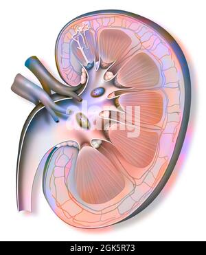 Kidney and left ureter with a nephron in enlarged size. Stock Photo