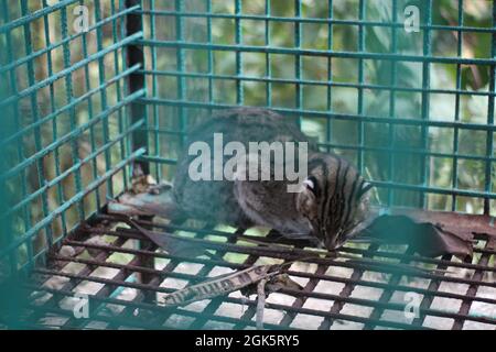 The beautiful baby tiger in cage. Stock Photo