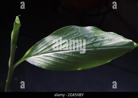 Close-up of turmeric plant growing in a pot/vegetable  garden Stock Photo