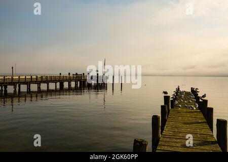Seagulls on the landing stage on the Ammersee, morning mood Stock Photo