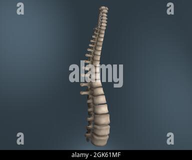 Spine diagram including all 24 vertebrae Stock Photo