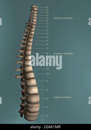 Spine diagram including all 24 vertebrae, fully labeled. Stock Photo