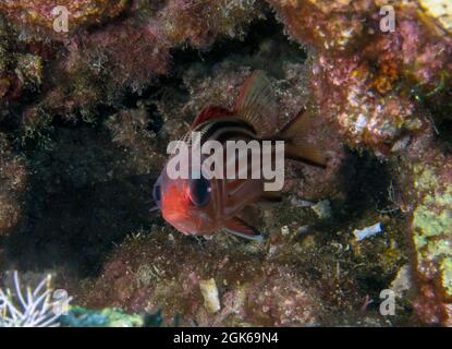 A lone Redcoat (Sargocentron rubrum) in the Mediterranean Sea Stock Photo