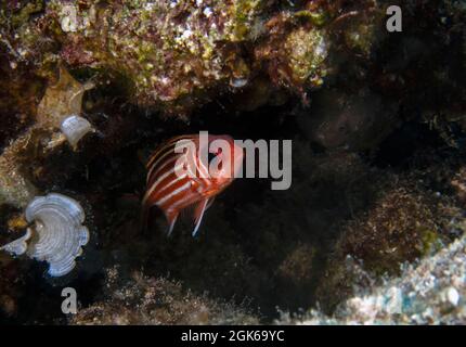 A lone Redcoat (Sargocentron rubrum) in the Mediterranean Sea Stock Photo