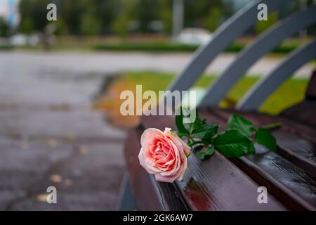 a lonely, flower, bud of a scarlet rose lies on the street on a wet bench in a city park in cloudy weather during rain Stock Photo