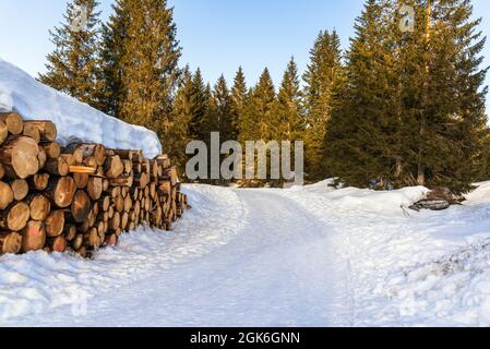 Snow covered stack of logs for timber industry along a narrow snowy road through a pine forest in the mountains at sunset Stock Photo