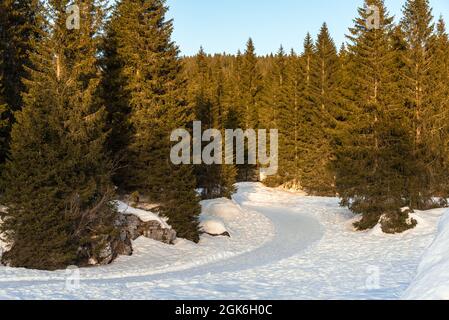 Empty winding snowy path through a pine forest in the mountains at sunset Stock Photo