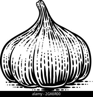 Garlic Vegetable Vintage Woodcut Illustration Stock Vector