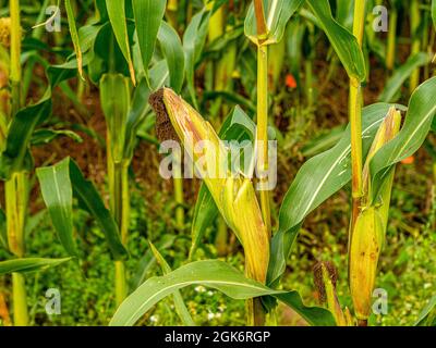 Corn growing in field Stock Photo