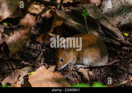 Yellow-necked wood mouse ( Apodemus flavicollis ) in woodland near Brasov, Romania - Photo: Geopix Stock Photo