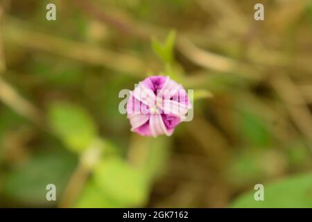 Pink Flowers Tree in Garden Close-up Floral Macro Stock Photograph Image Stock Photo