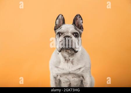 Old French Bulldog looking at camera isolated on yellow background. Stock Photo